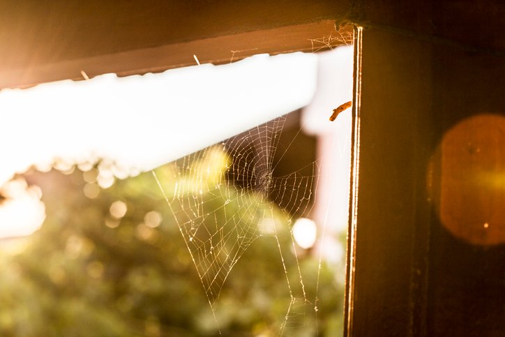 Halloween Decor is in, Authentic Cobwebs are Not. Let Our Maids in Southern Highlands Tidy Up Your Home