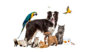 Keeping Your Home Clean Can Be a Challenge with Pets but It’s Not Impossible – Learn Simple Tips from the Professionals